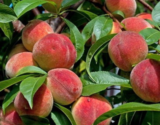 Персик не схильний до періодичності плодоношення